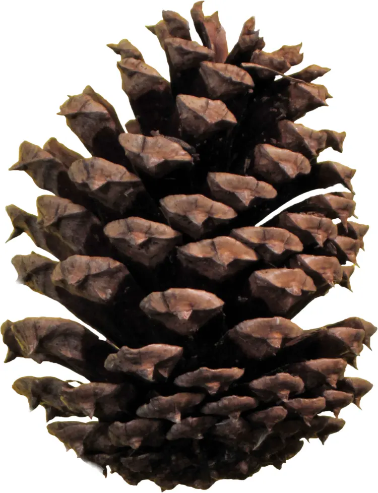 Brown Pine Cone in Nature