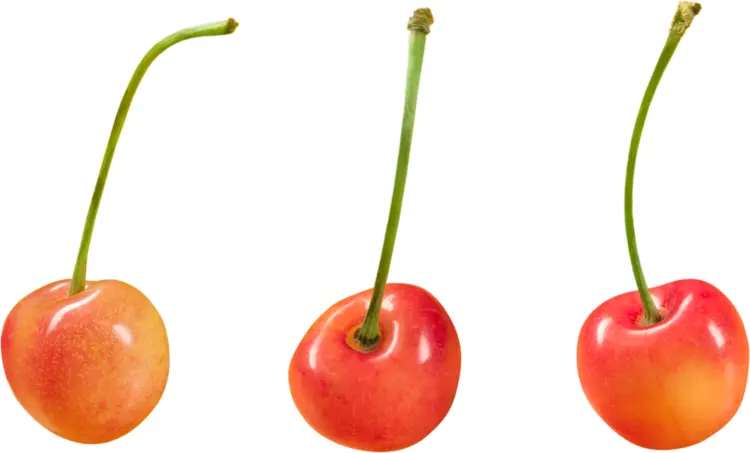 Three Red Cherries with Stems