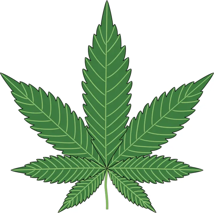 Cannabis Leaf with Detailed Veins