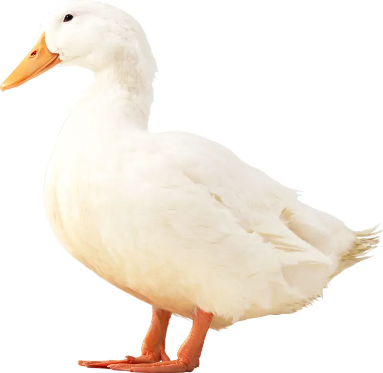 White Duck Standing