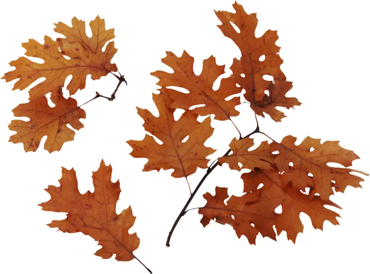 Brown Oak Leaves in Autumn