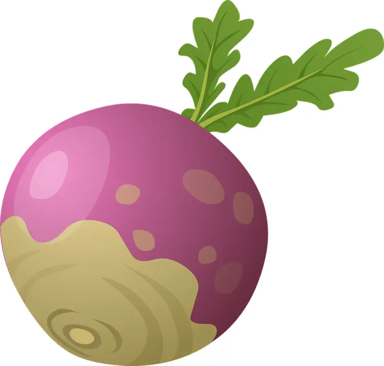 Turnip with Green Leaves