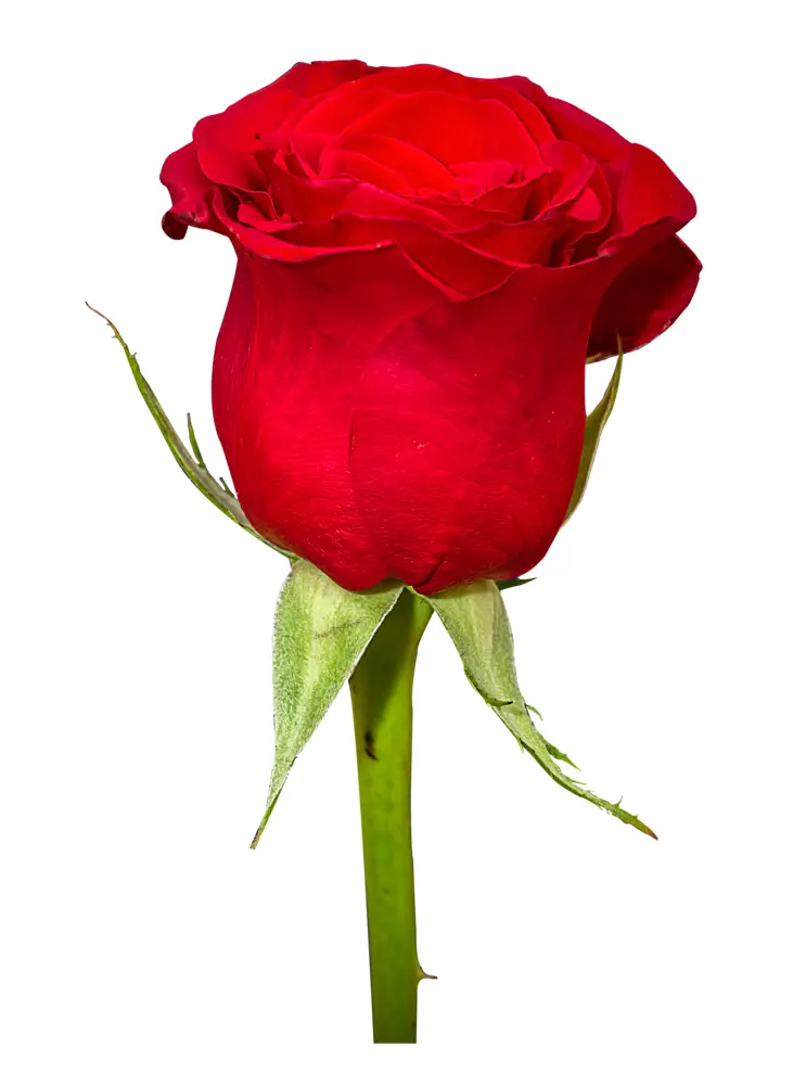 Elegant Red Rose with Stem and Leaves