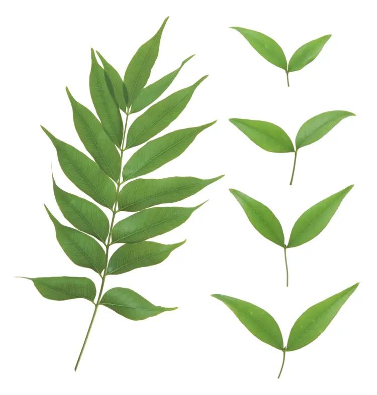 Green Leaves in Nature