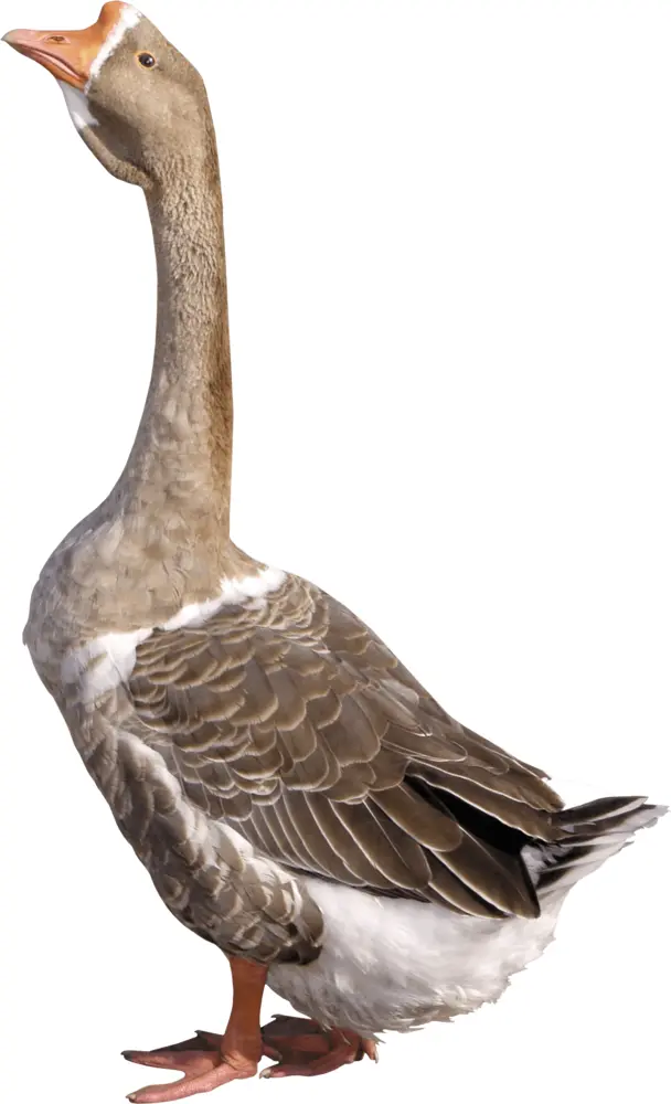 Tall Goose with Long Neck