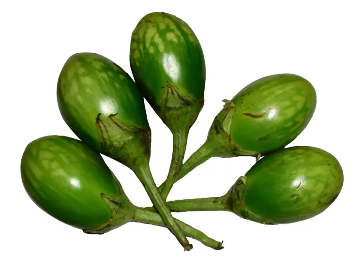 Fresh Green Eggplants for Cooking