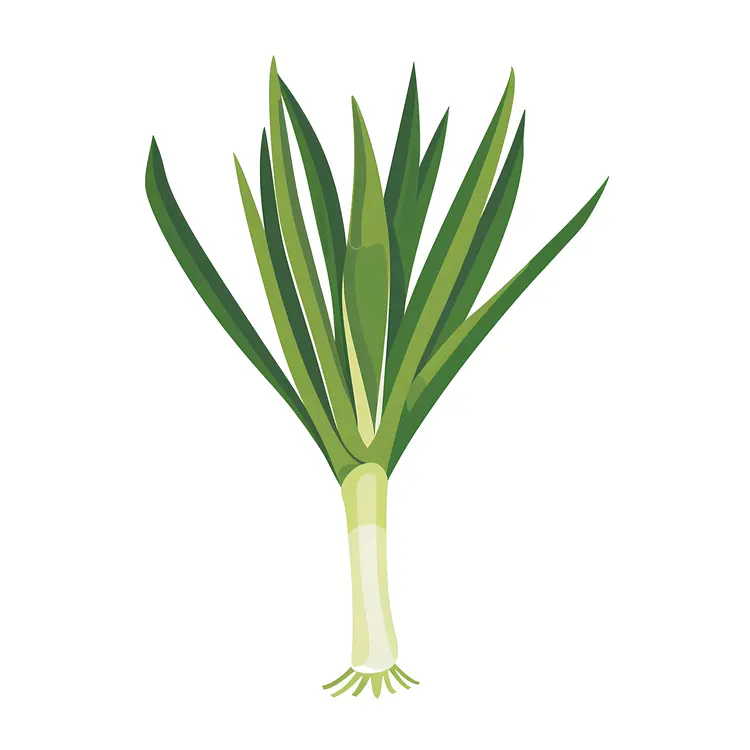 Green Onion with Long Leaves Illustration
