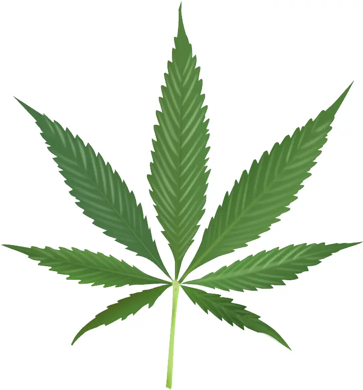 Green Cannabis Leaf