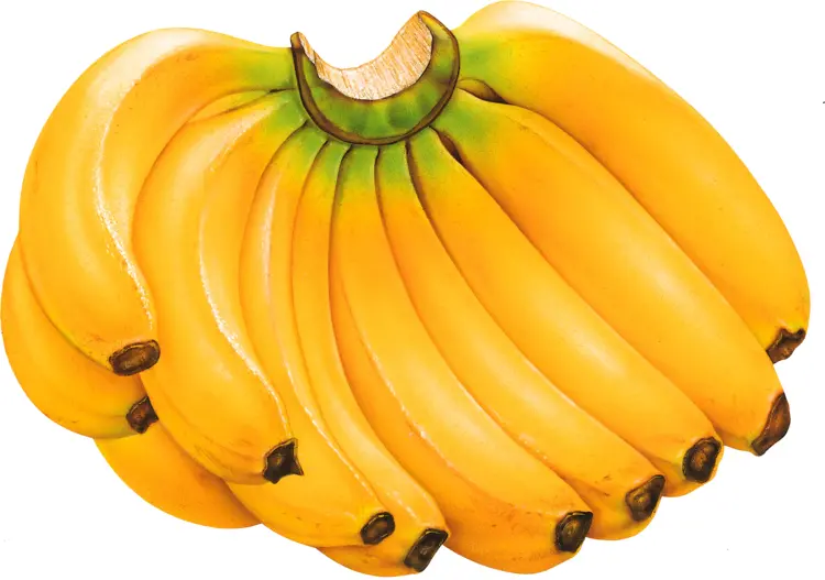 Bunch of Ripe Bananas