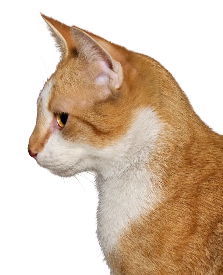 Orange and White Cat Side Profile