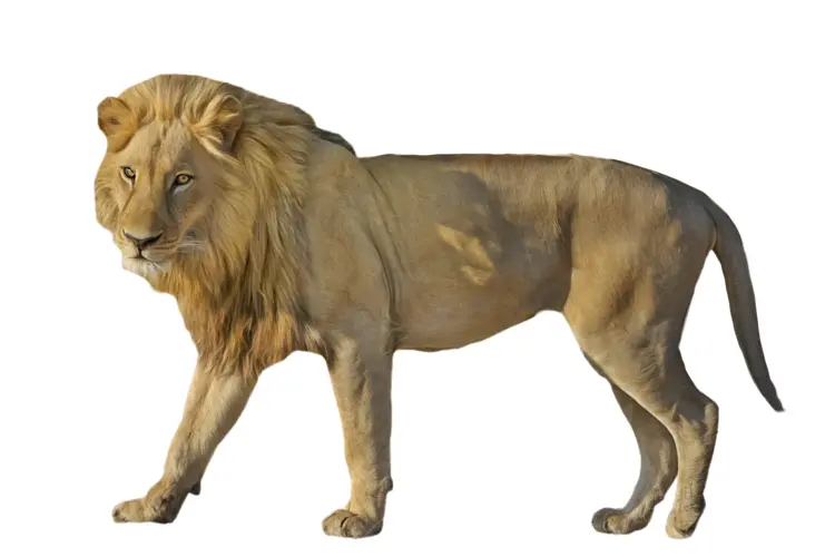 Majestic Lion in the Wild