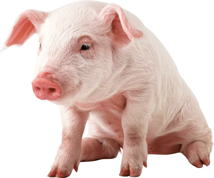 Cute Pink Piglet Sitting