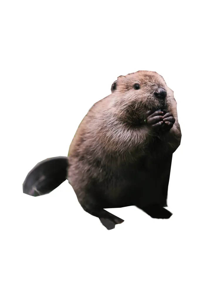 Beaver Sitting with Paws Together