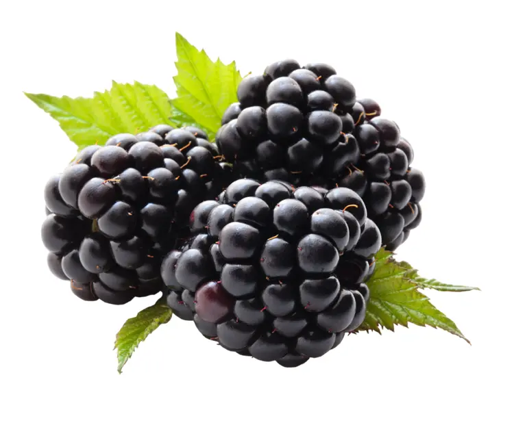 Fresh Blackberries with Leaves