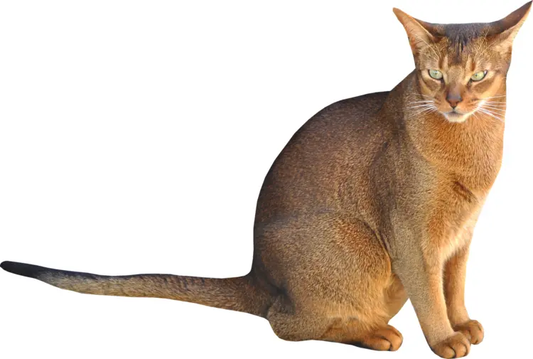 Brown Cat Sitting