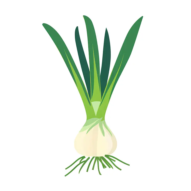 Green Onion with Bulb Illustration