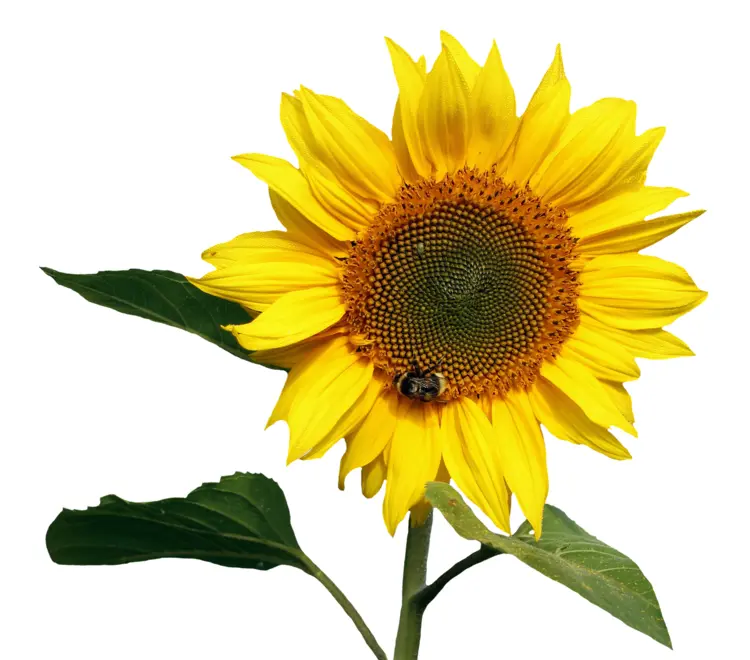 Bright Sunflower with Green Leaves