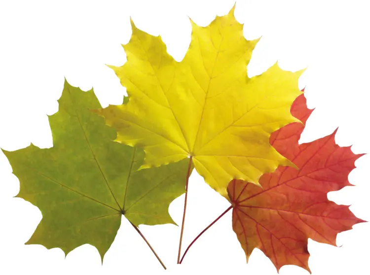 Colorful Maple Leaves in Autumn