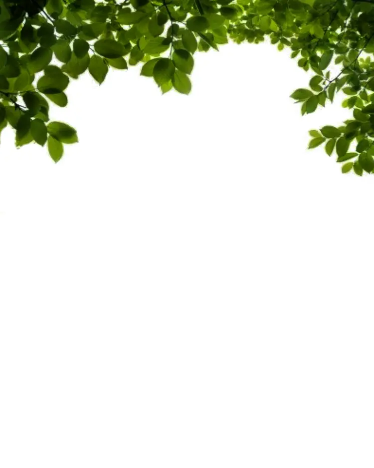 Green Leaves Background