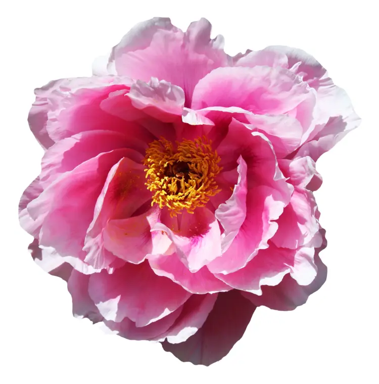 Beautiful Pink Flower
