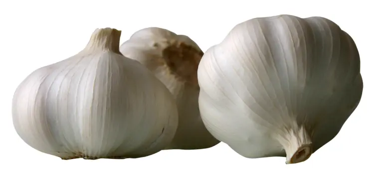 Fresh Garlic Bulbs for Cooking