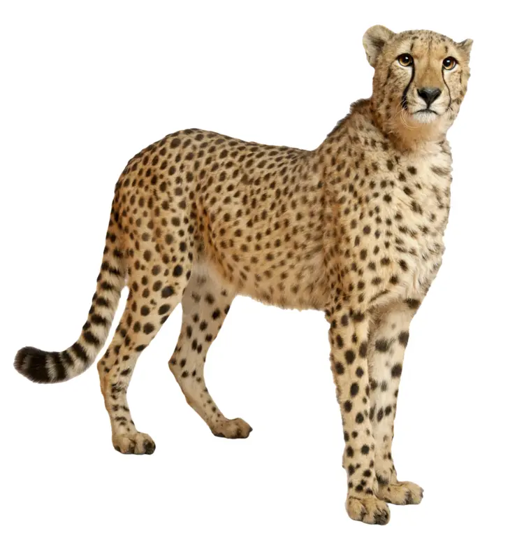 Cheetah in the Wild