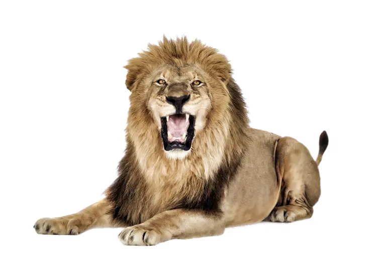 Lying Down Lion