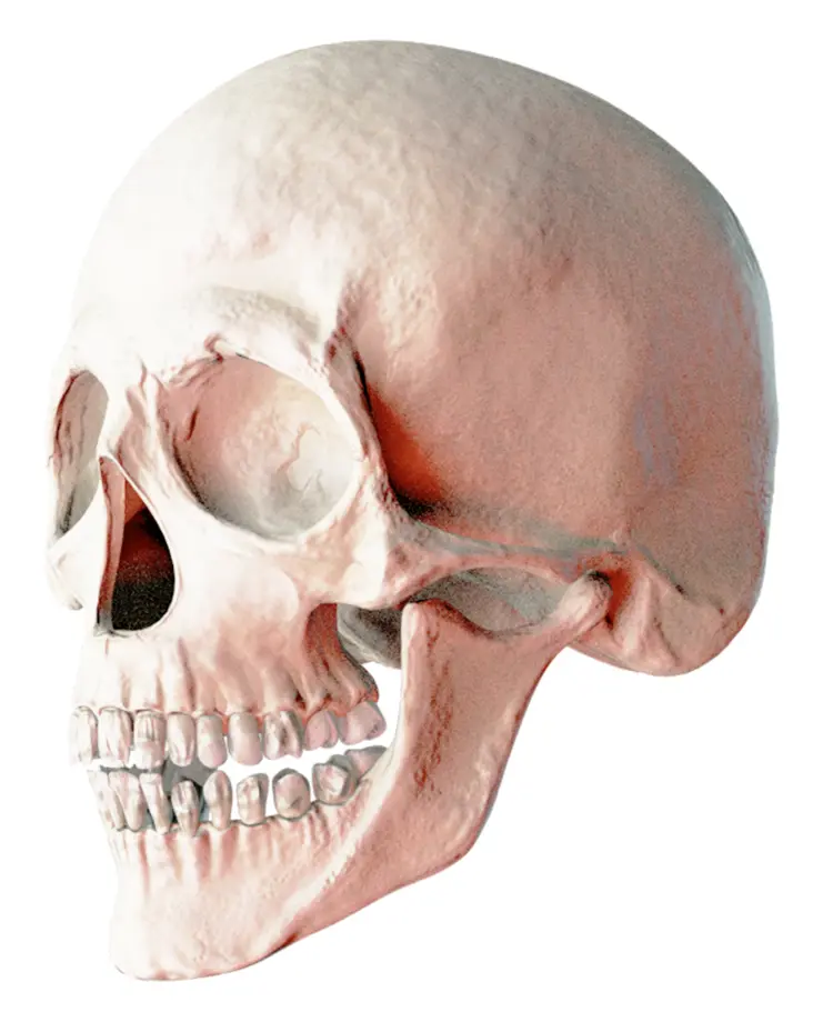 White Skull Side View