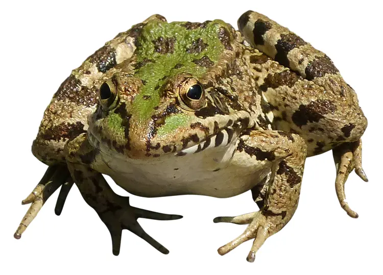 Green Frog