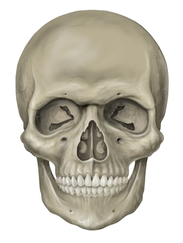 Detailed Human Skull