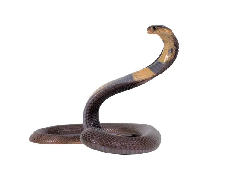 Dark Venomous Cobra Snake
