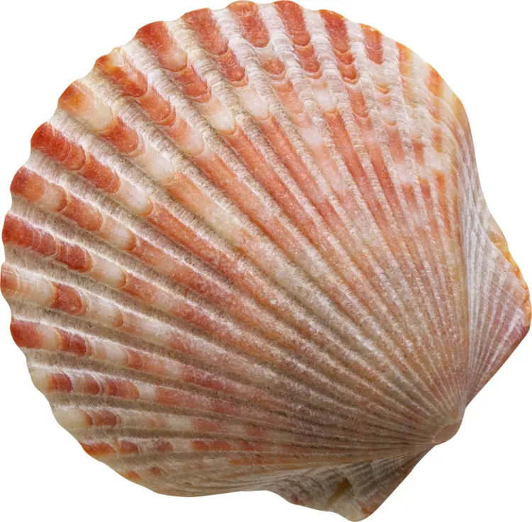 Colorful Scallop Seashell