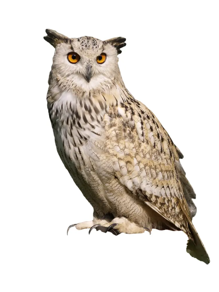 Majestic Nocturnal Owl