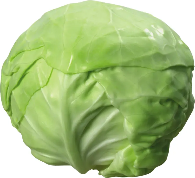 Fresh Whole Green Cabbage