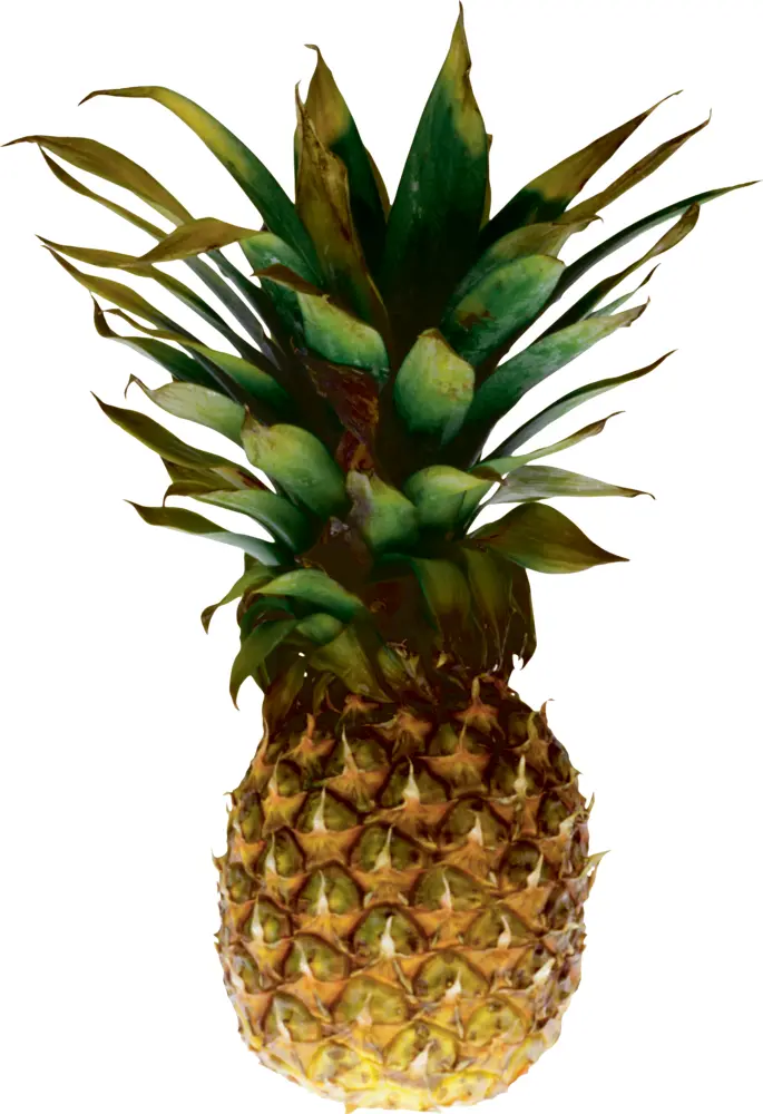 Ripe Pineapple with Green Leaves