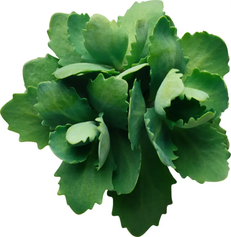 Green Succulent Plant on Transparent Background