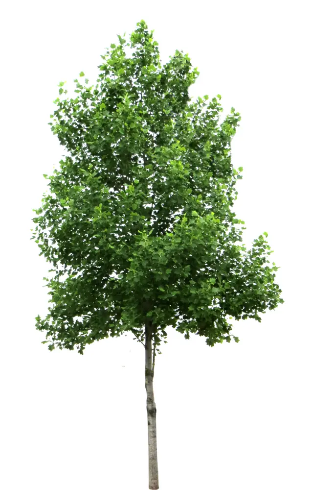 Tall Green Tree in Nature