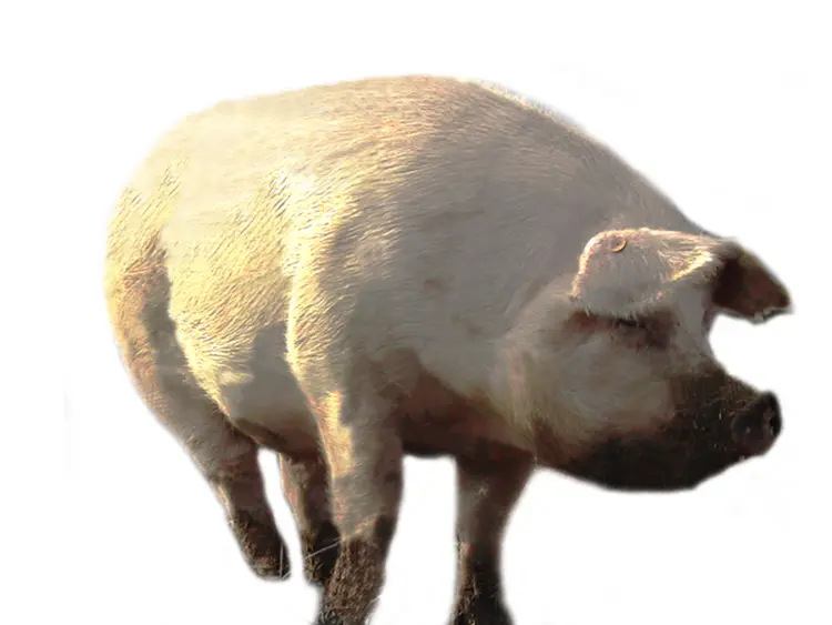 White Pig on Farm