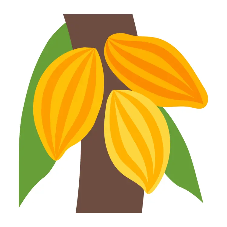 Yellow Cocoa Pods on Tree