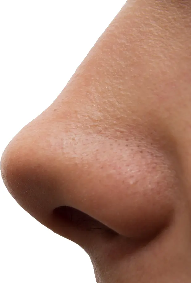 Close-up of Human Nose