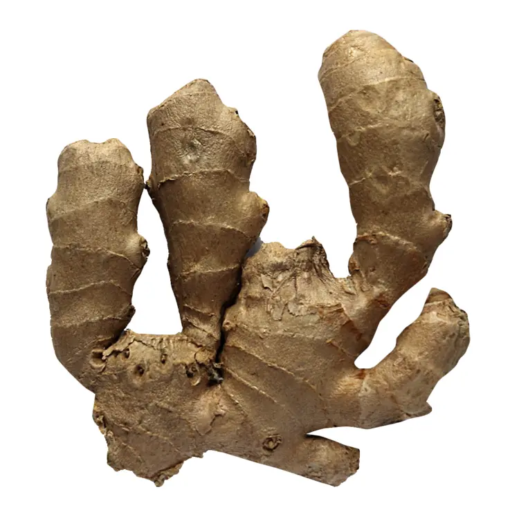 Fresh Ginger Root