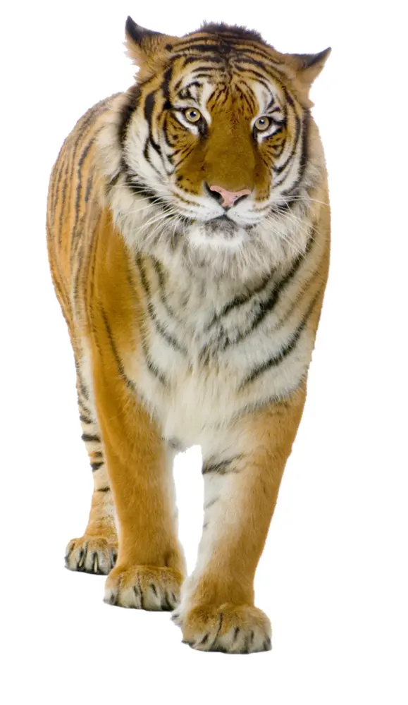 Tiger Walking