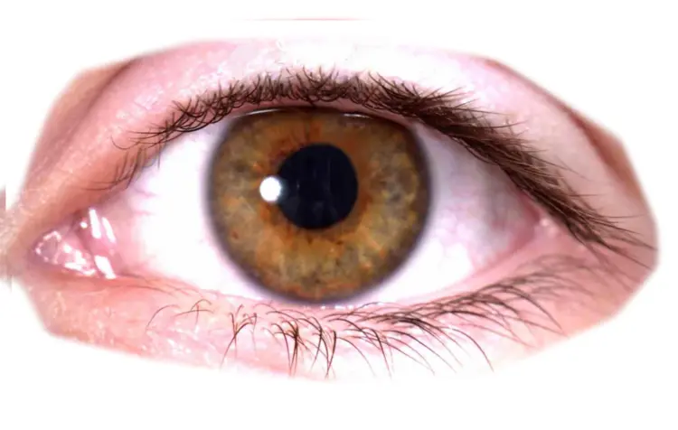 Detailed Brown Eye Illustration