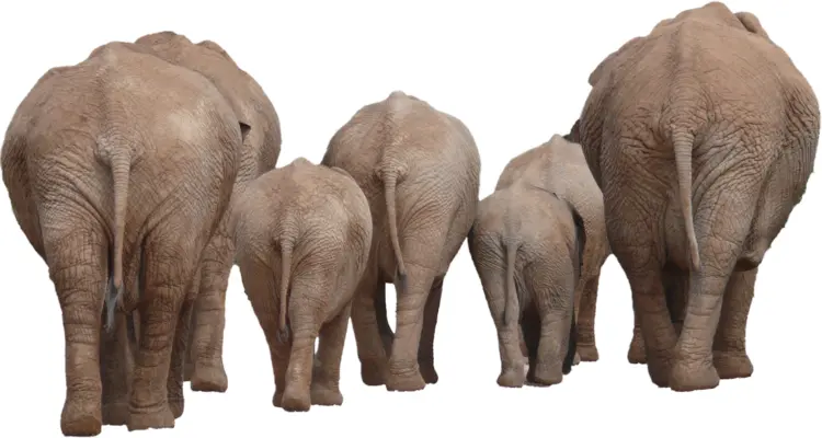 Herd of Elephants Walking Together