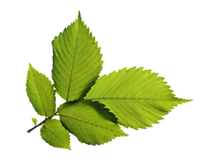 Fresh Green Leaves on Branch