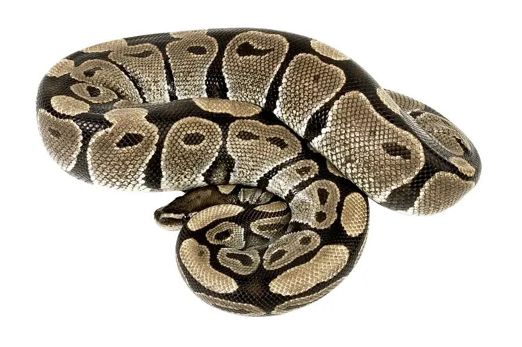 Coiled Snake with Scales