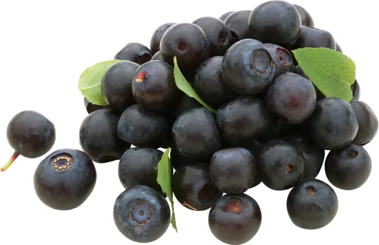 Fresh Blueberries with Leaves