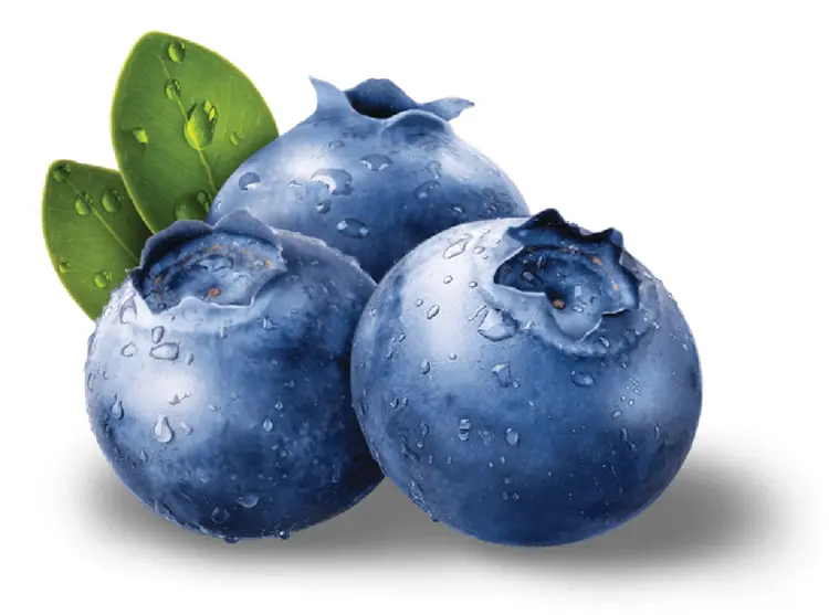 Blueberries with Leaves and Water Droplets