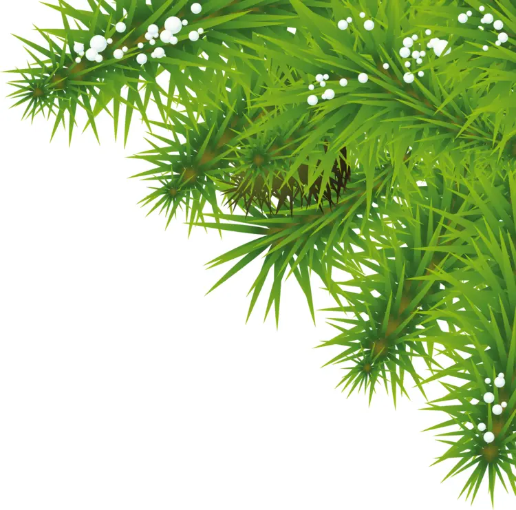 Green Pine Branch with Snow