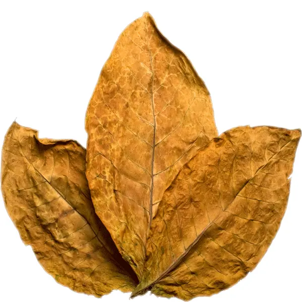 Dried Brown Leaves
